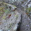 Plants: image 62 Of 117 Thumb